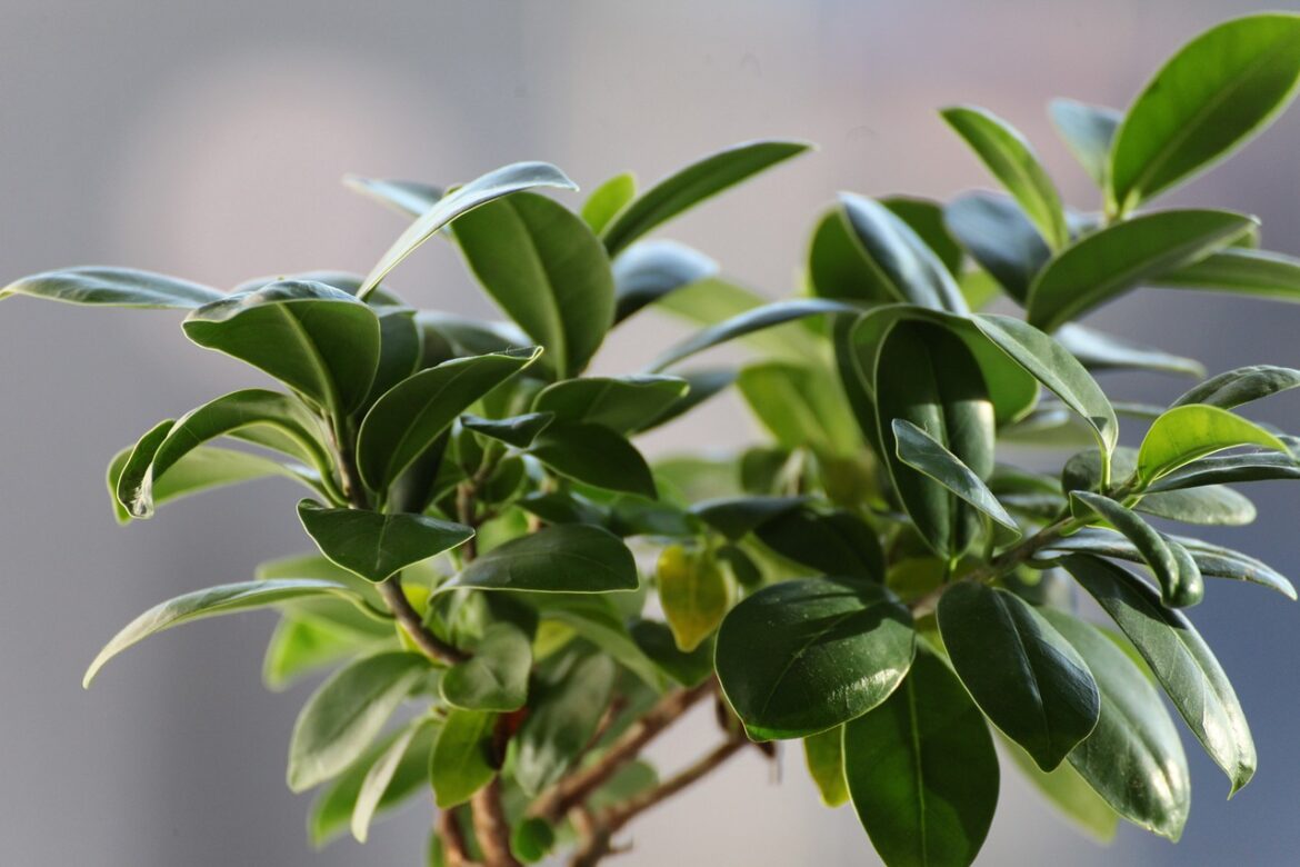 Het kiezen van een standplaats voor de Ficus